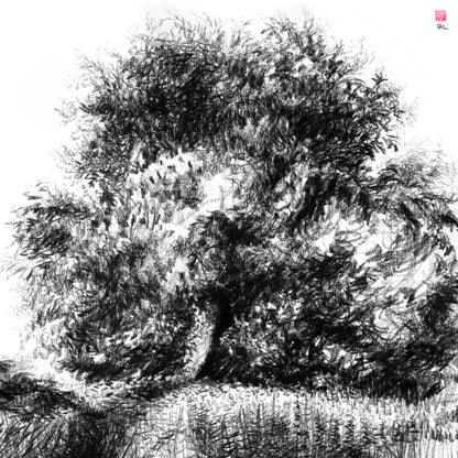 Horse chestnut - Original charcoal drawing