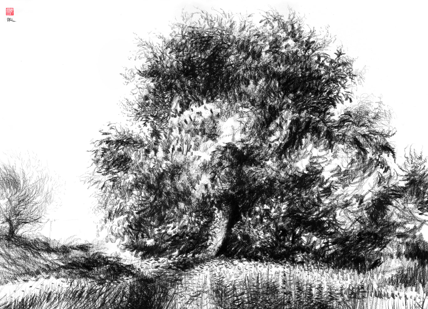Horse chestnut - Original charcoal drawing