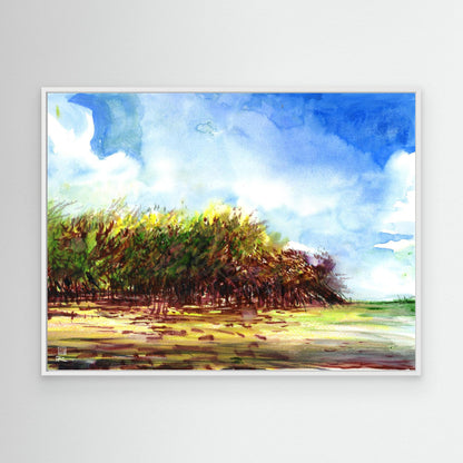 Punta Allen mangroves