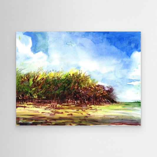 Punta Allen mangroves
